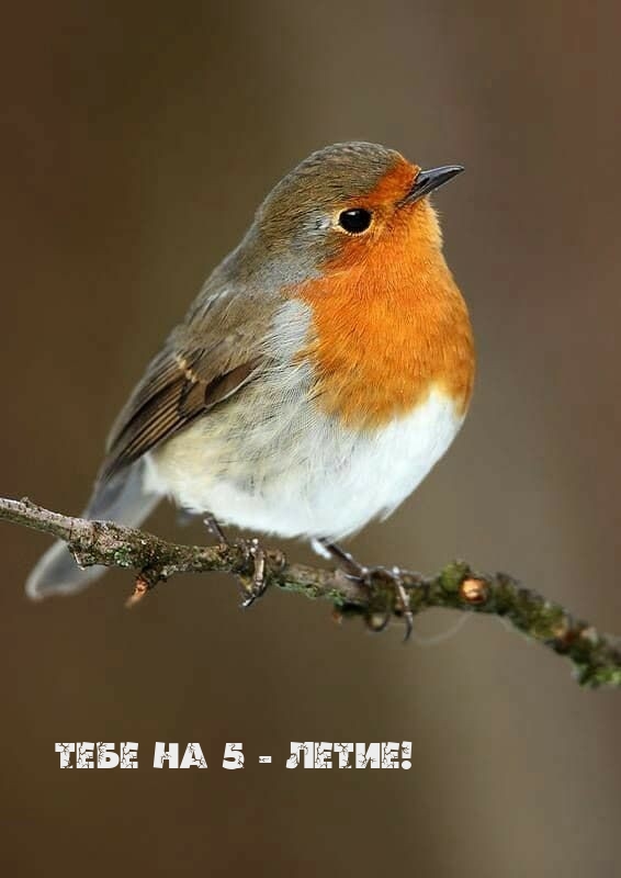 Открыть в полном размере Тебе на 5 - летие!