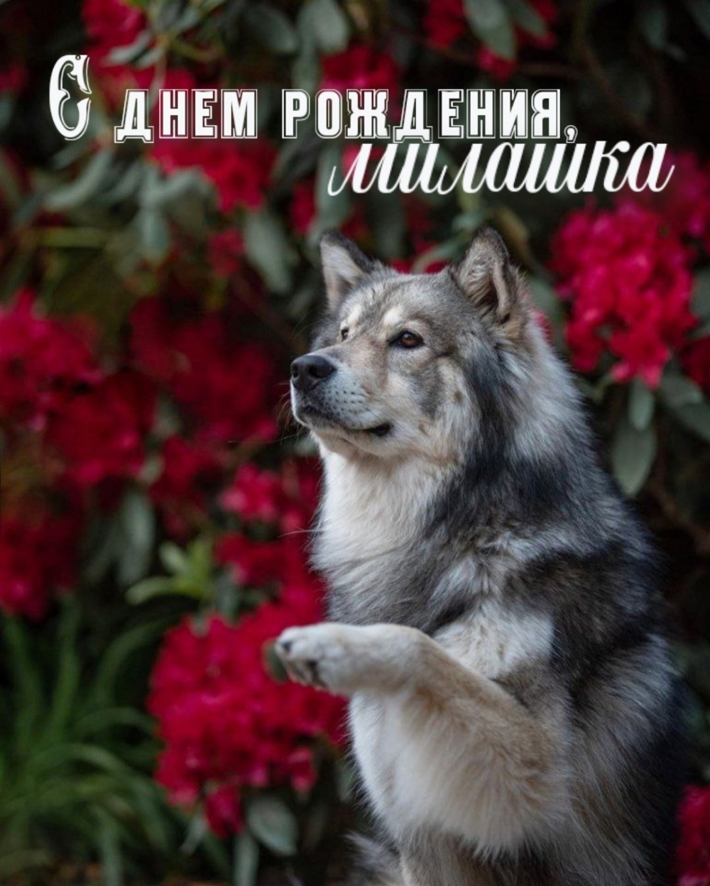 С днем рождения, милашка