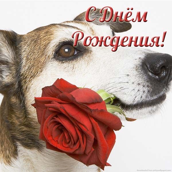 С днем рождения! Пес с розой