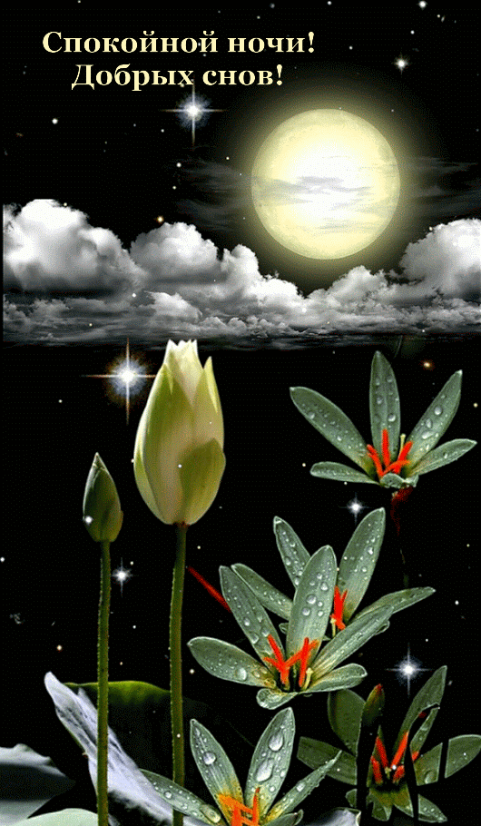 Спокойной ночи! Добрых снов!