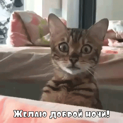 Желаю доброй ночи!