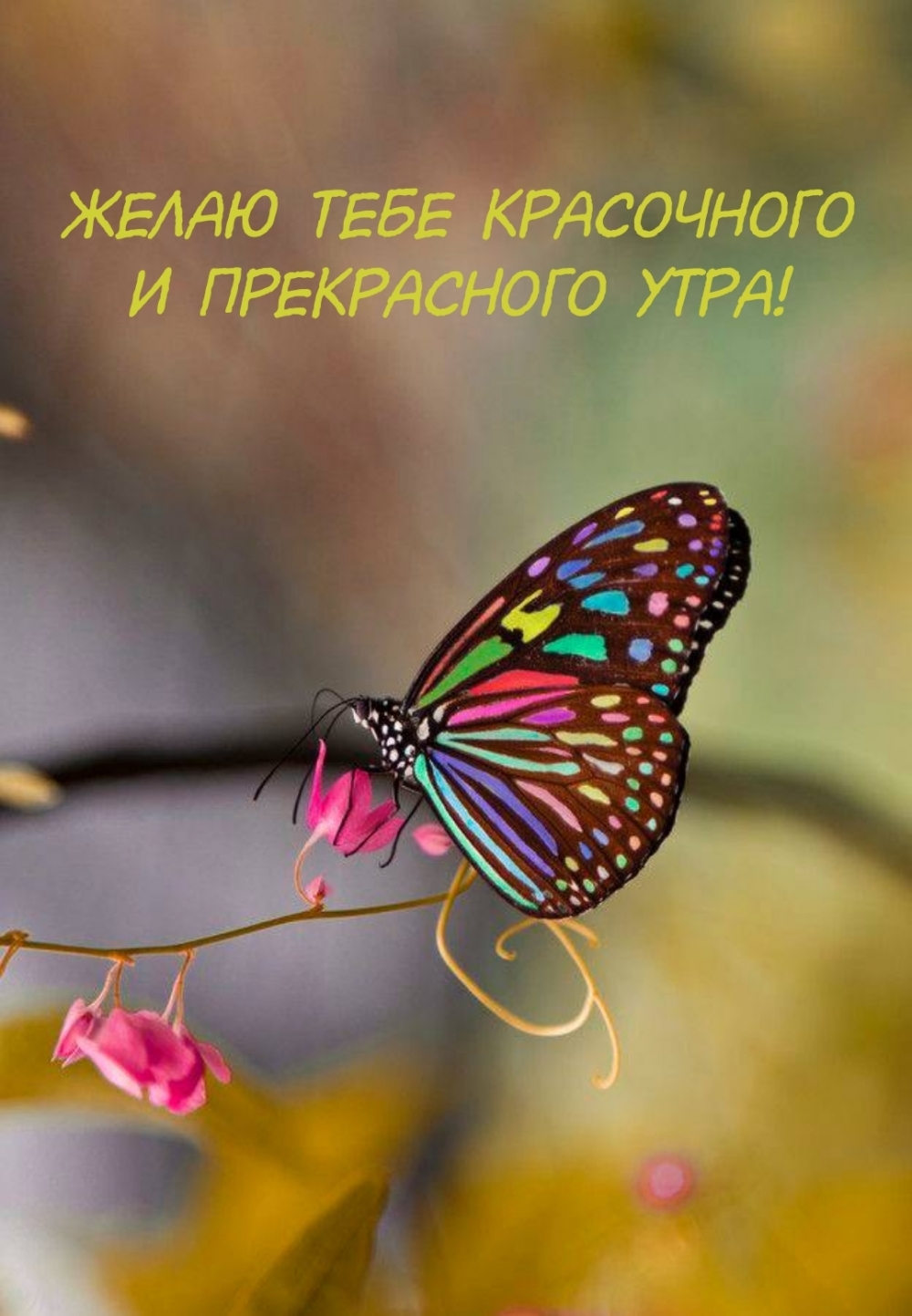 Желаю тебе красочного и прекрасного утра!