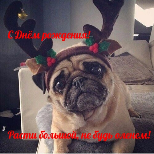 Расти большой, не будь оленем!