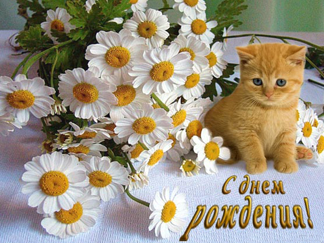 С Днем Рождения! Букет и котенок