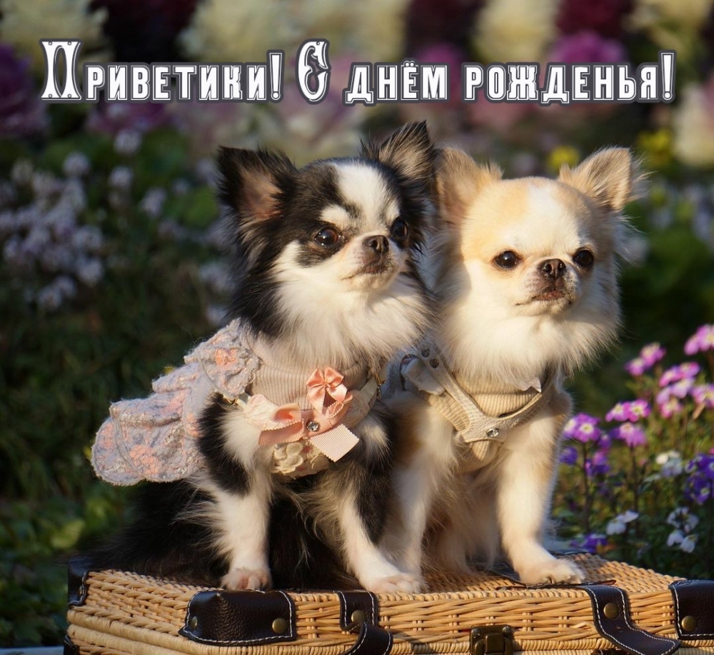 Приветики! С днём рожденья!